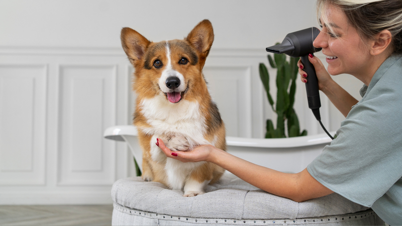Pet Grooming