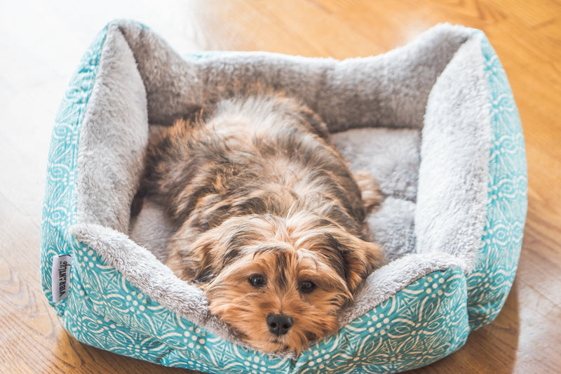 Pet Bed & Clothing